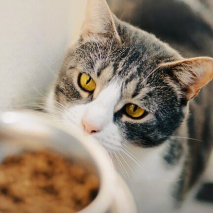 How Much Should I Feed My Cat for Optimal Health and Weight Management?