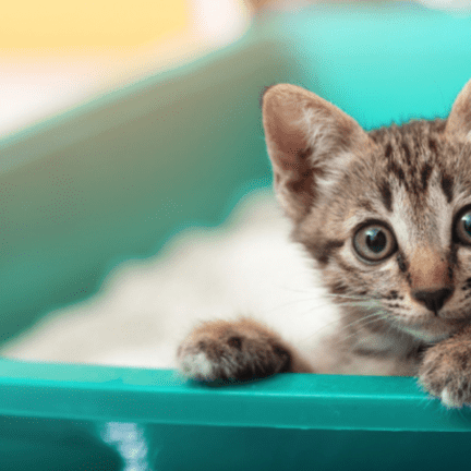 Five Key Essentials for Creating the Ideal Litter Box Setup