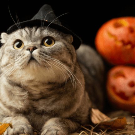 Keeping Your Cat Safe During Halloween Celebrations and Festivities