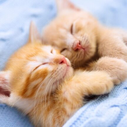 Kitten Awareness Month: Essential Care Tips for Growing Cats