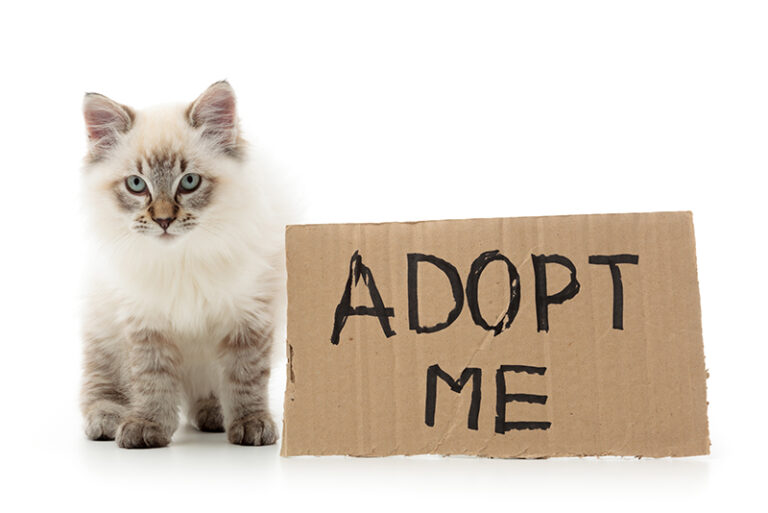 adopt-1