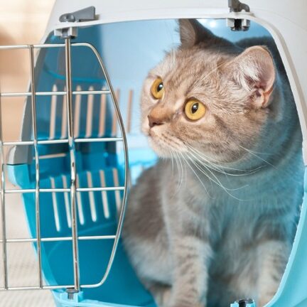 Cat and Carrier Bonding Tips for Stress-Free Travel and Vet Visits