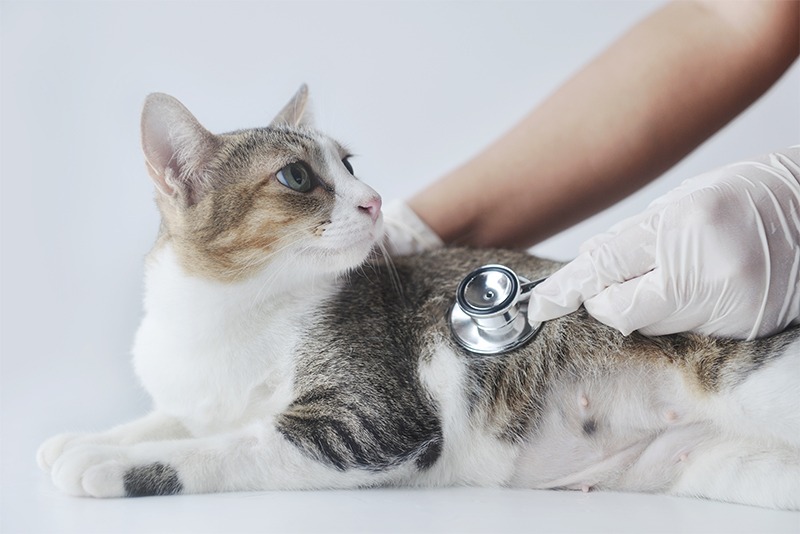 endoscopy The Cat Specialist Veterinary Clinic