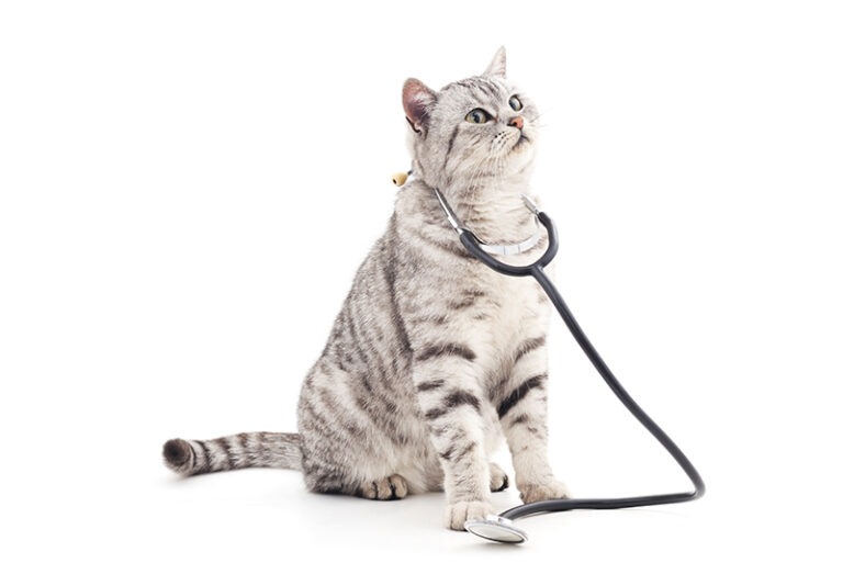 laser-therapy