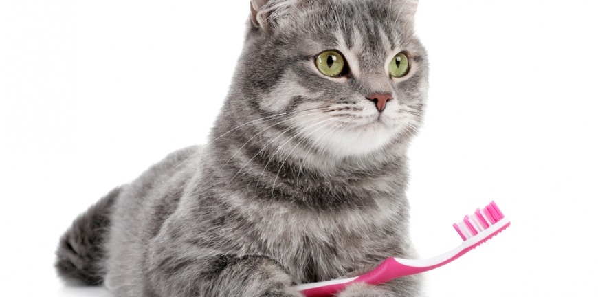 Common Dental Diseases In Cats