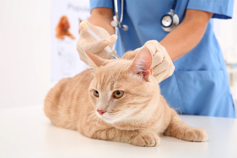 vaccination
