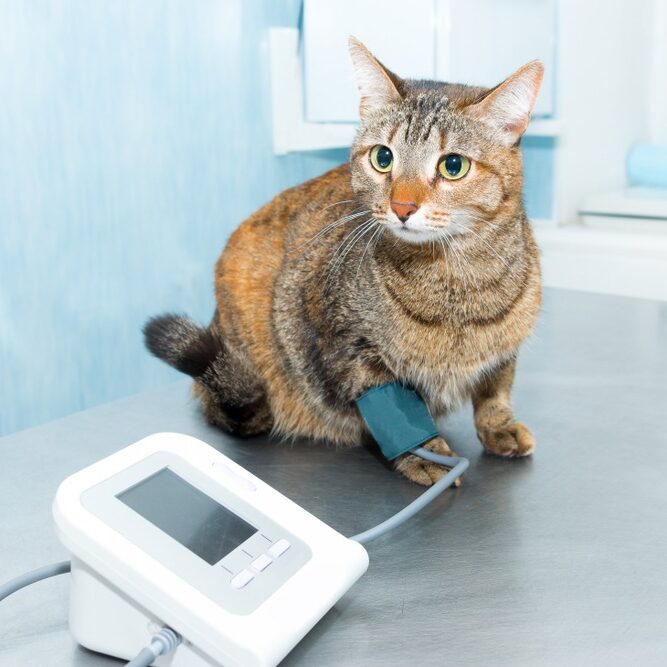 Understanding High Blood Pressure in Cats: Symptoms and Treatment Options