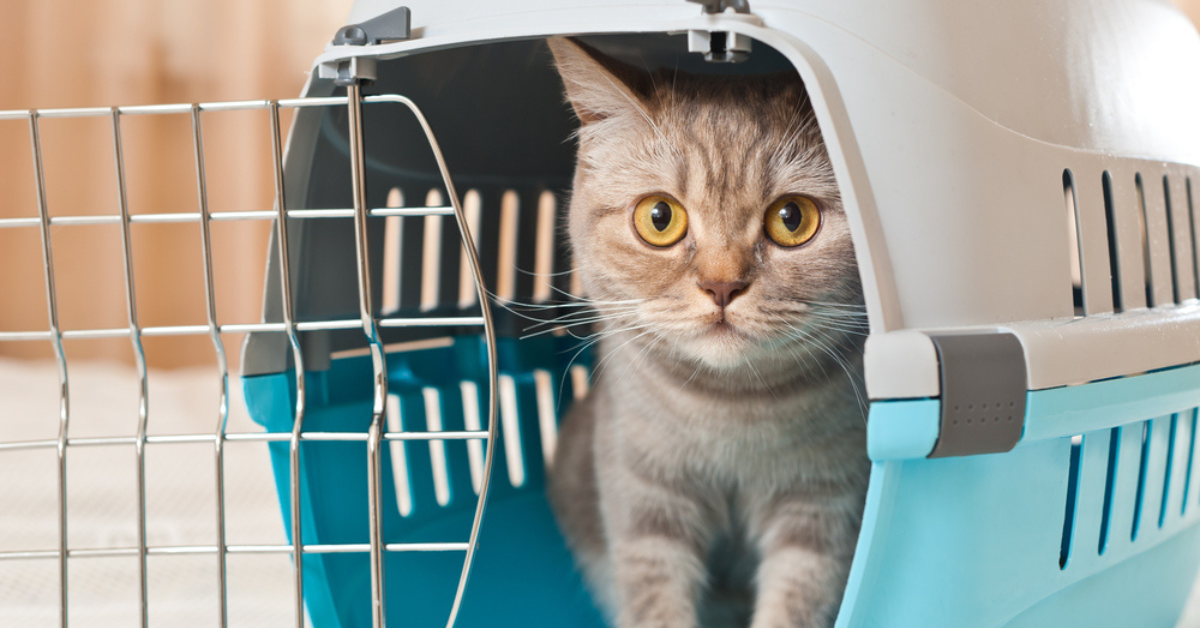 Choosing the Right Carrier