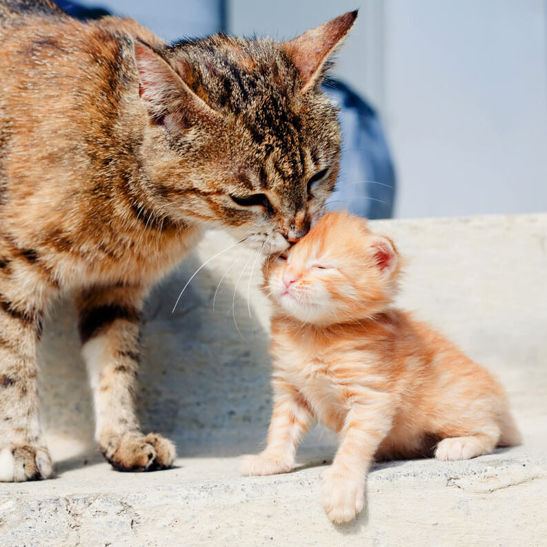 Helping a New Cat Mother Care for Her Newborn Kittens Safely at Home