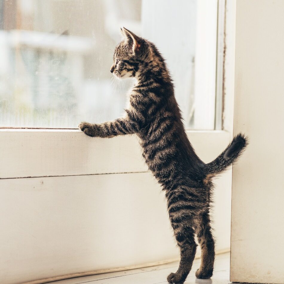 Can Outdoor Cats Transition Safely to Indoor Living Successfully?