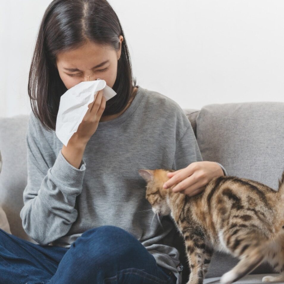 Breakthrough Treatments for Cat Allergies and Skin Conditions