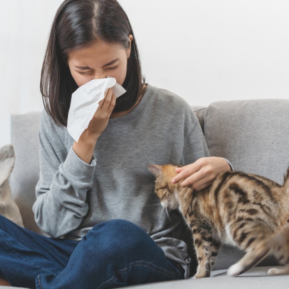 dubai_cat_allergies