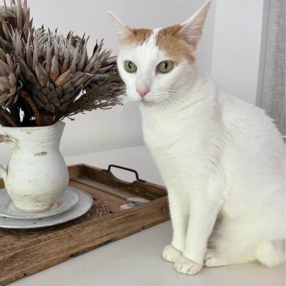 Managing Feline Arthritis at The Cat Vet The Cat Specialist