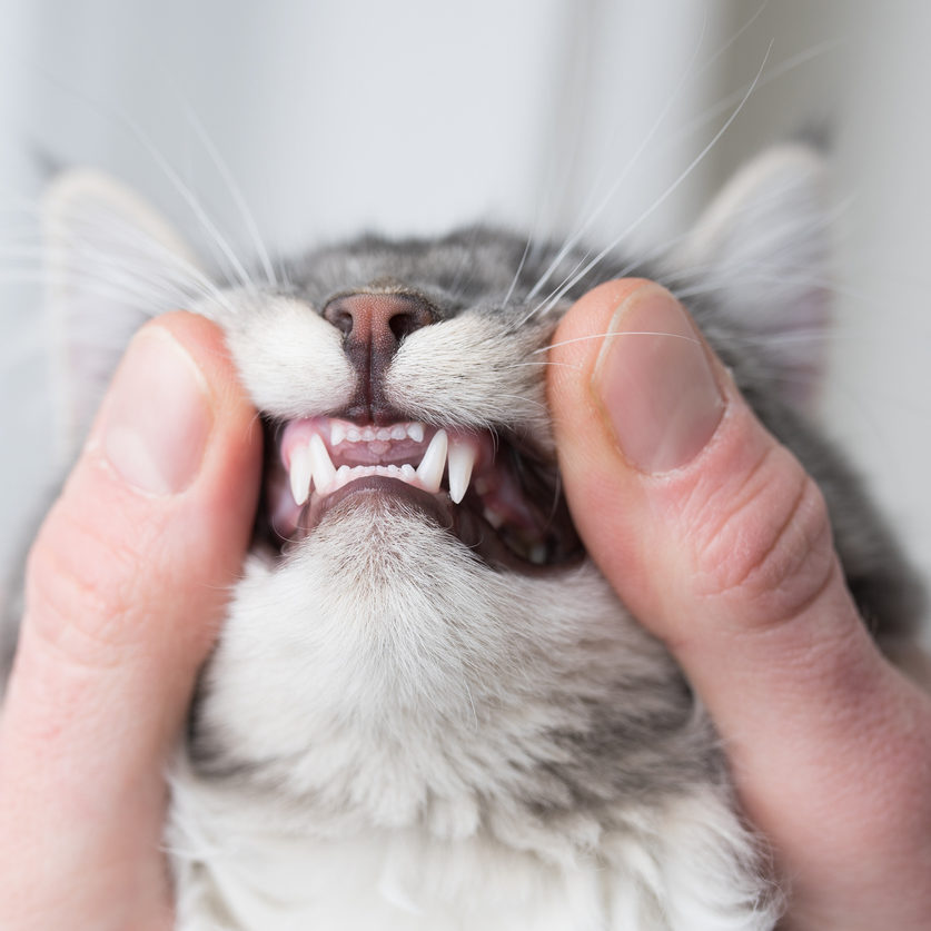 Complete Dental Health Advice for Cats from Your Veterinarian at the Cat Vet