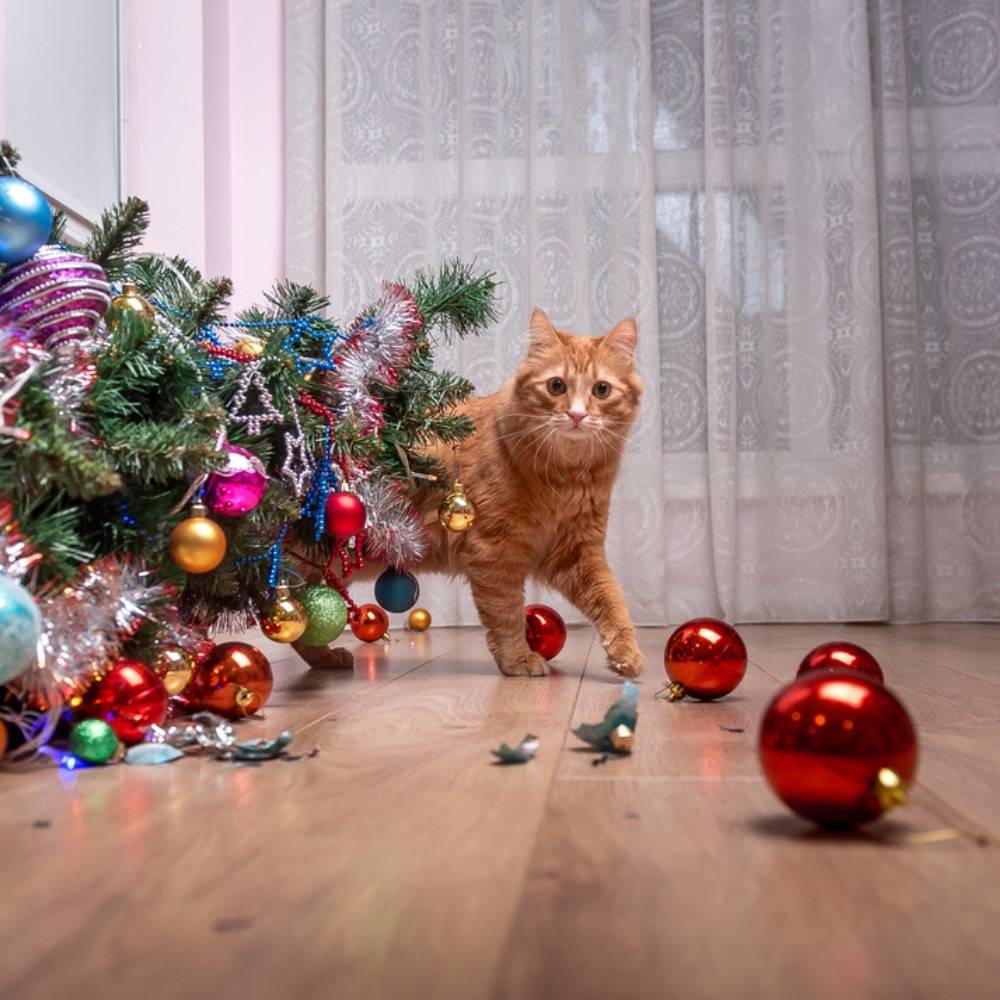 The Cat Vet Guide to Keeping Your Kitty Safe and Jolly This Christmas