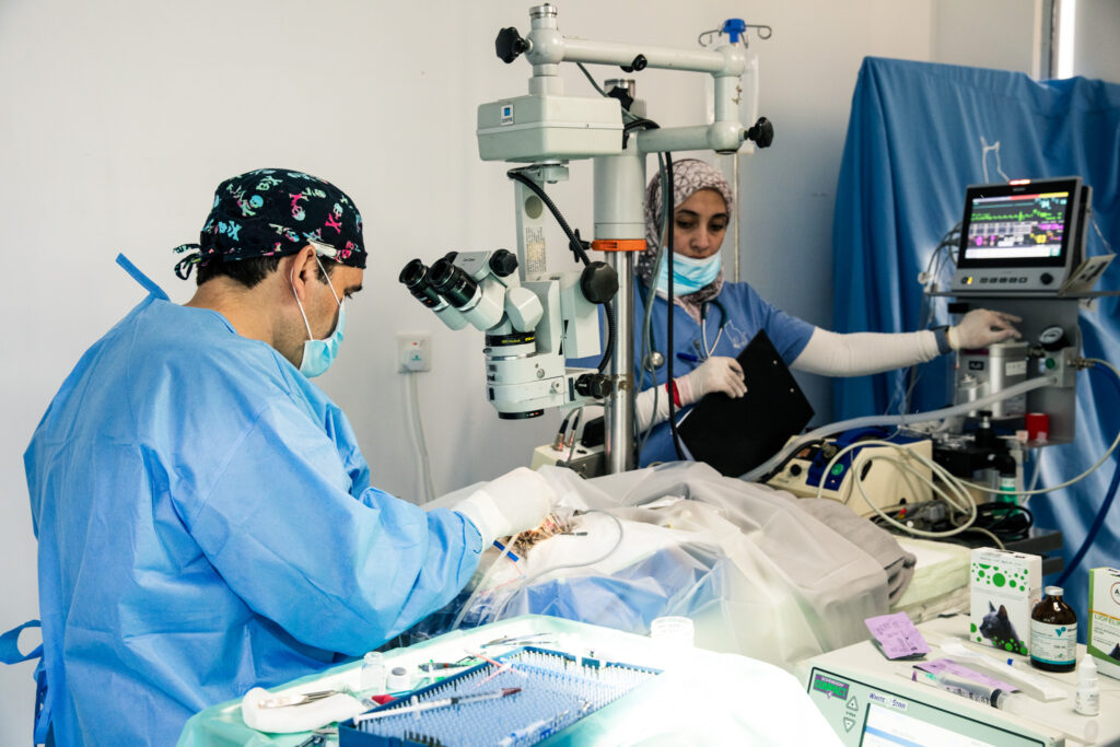 feline specialist vet
