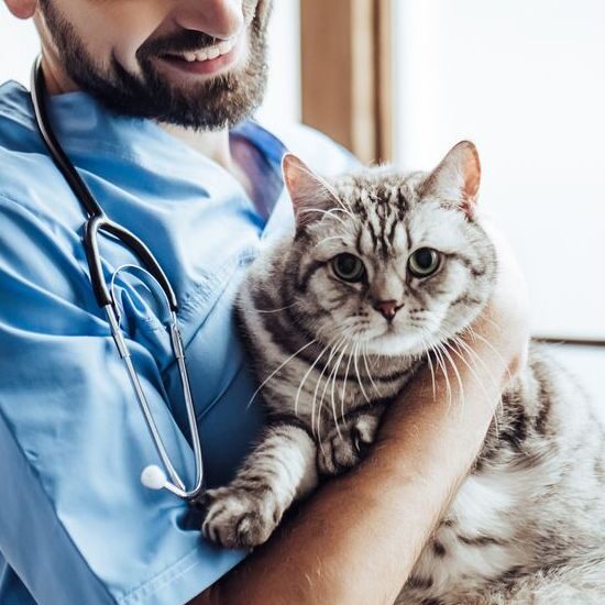 Don’t Wait: 7 Signs Your Cat Needs a Vet Right Away!