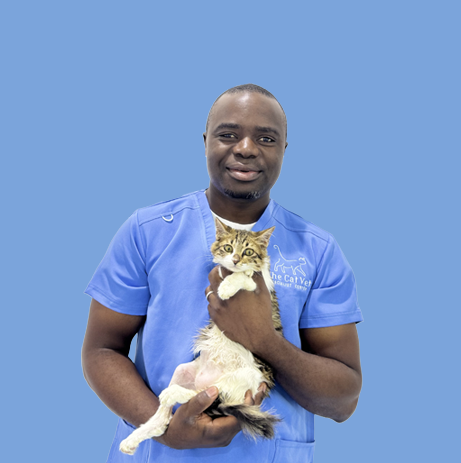 feline specialist vet