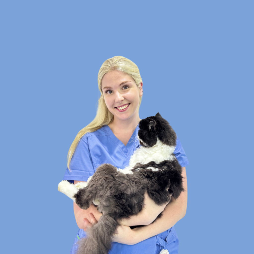 feline specialist vet