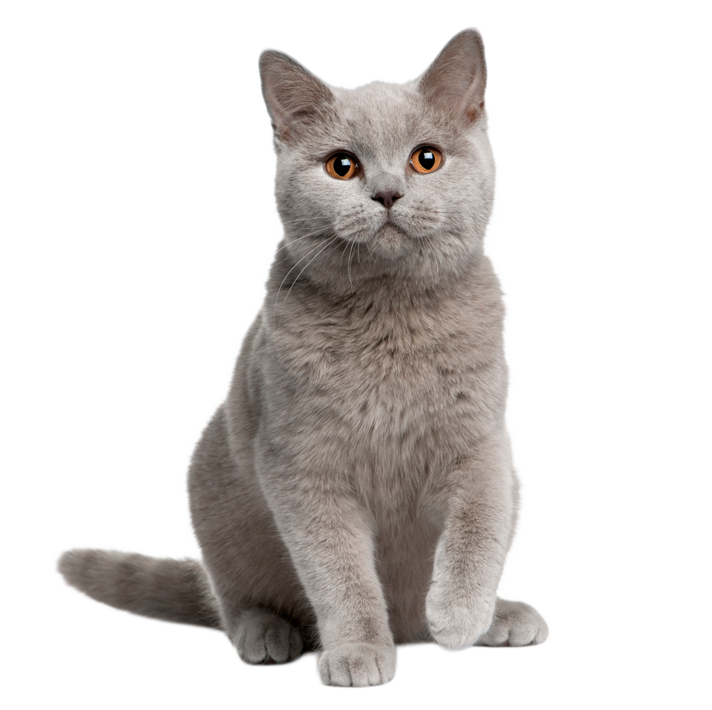 cat clinic near me