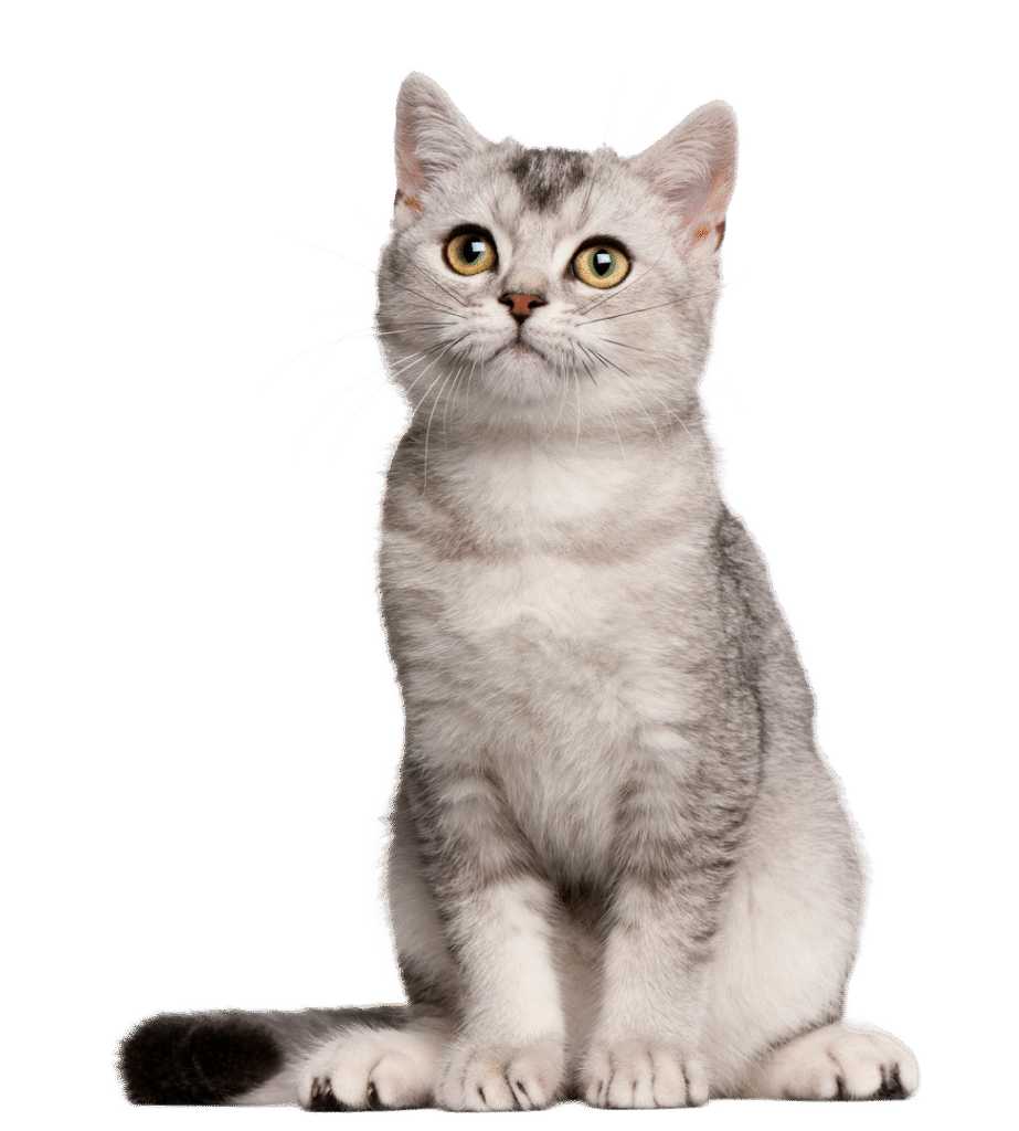 cat vet dubai