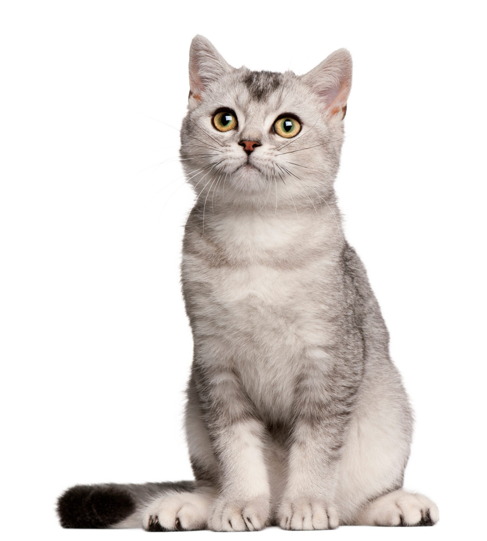 cat vet dubai
