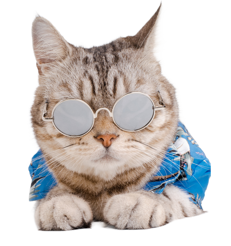 cat behaviourist dubai