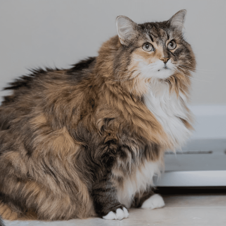 The Hidden Health Risks of Obesity in Indoor Cats Explained