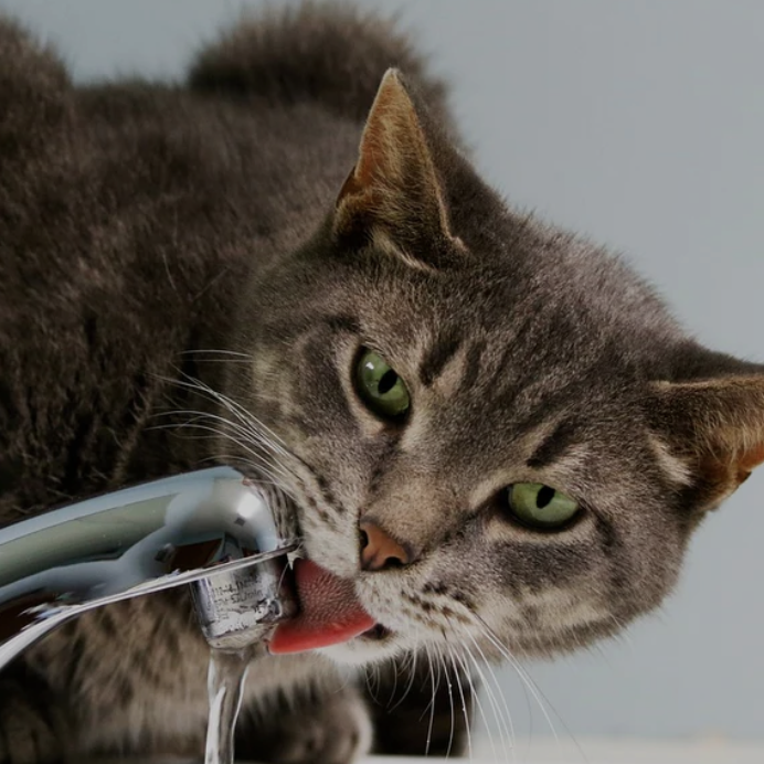 Kidney Disease in Cats in the UAE and Why Early Detection Matters