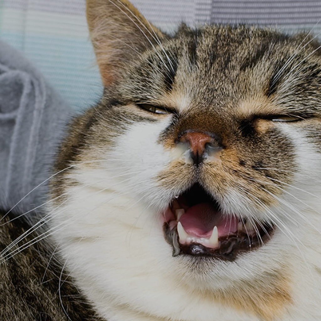 Cat Flu & Respiratory Infections – What Every UAE Cat Owner Should Know