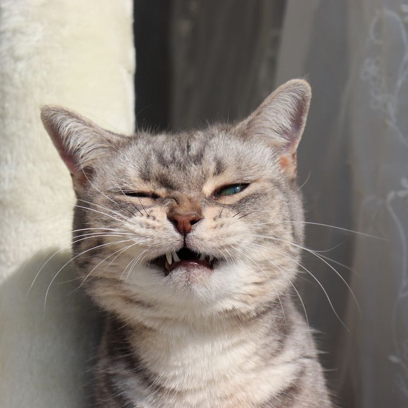 When Sneezing Won’t Stop: How Endoscopy Helps Cats with Chronic Respiratory Issues