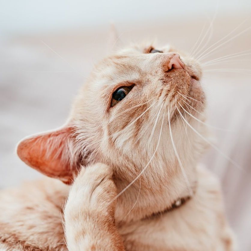 Deep Ear Problems in Cats: How Otoendoscopy Reveals What’s Hidden
