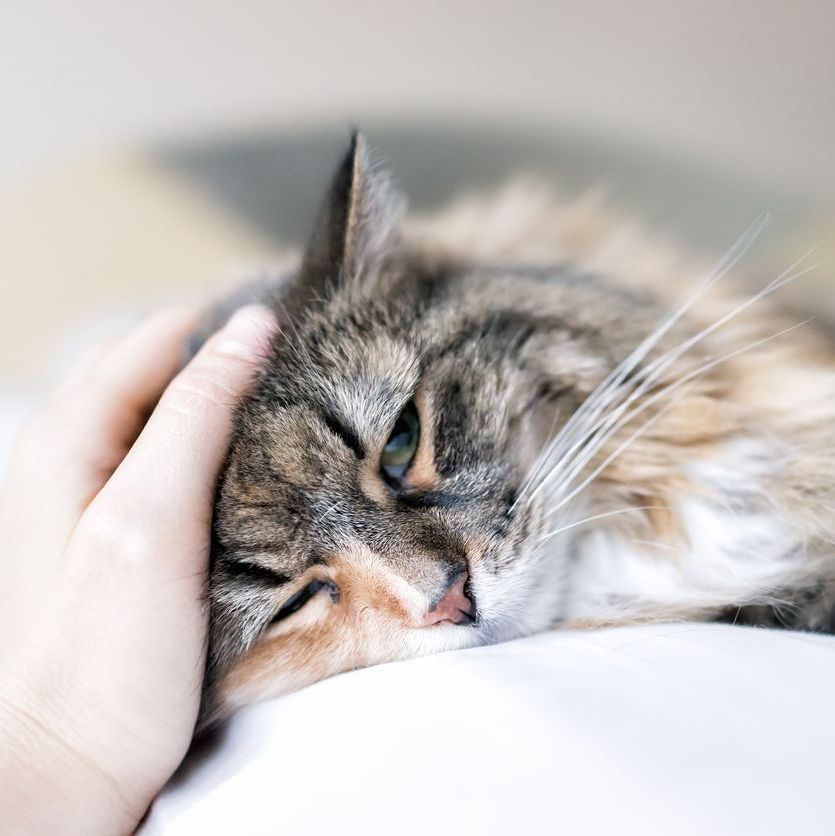 Is your Cat Vomiting or Losing Weight? How Endoscopy Can Help Find the Real Cause