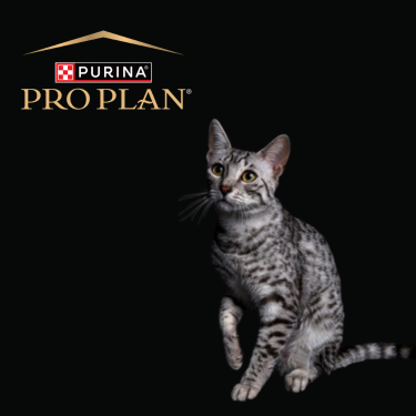 Purina Pro Plan LiveClear Review by Veterinary Cat Specialists