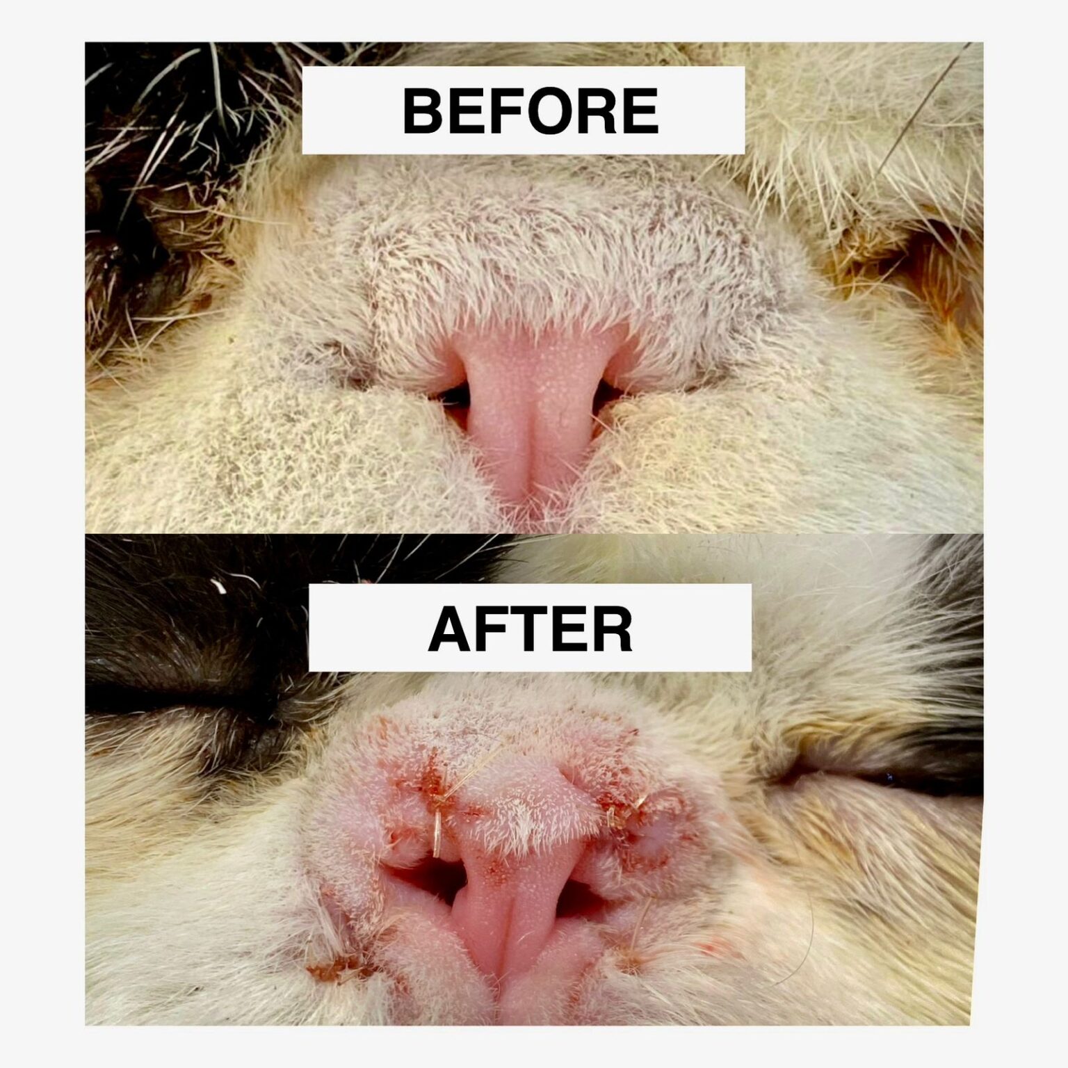 Helping Brachycephalic Cats Breathe Easier with Alar Fold Surgery for Nare Stenosis