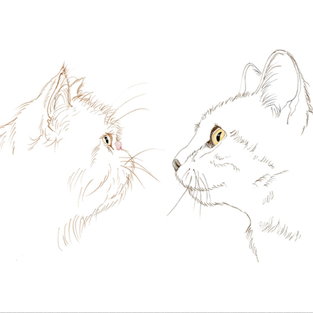 Nasopharyngeal Stenosis in Cats: Advanced Airway Treatment at The Cat Vet