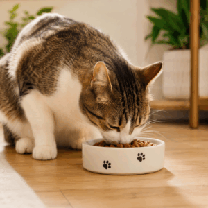 Feeding Indoor Cats in Dubai: How to Keep Your Apartment Cat Healthy