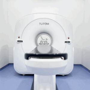 Cat CT Scans in Dubai: When Might Your Cat Need Advanced Imaging?